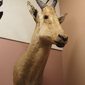 Coke's Hartebeest Side