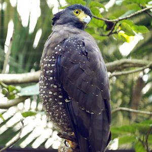 Crested serpent eagle