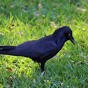 Torresian Crow (Corvus orru)