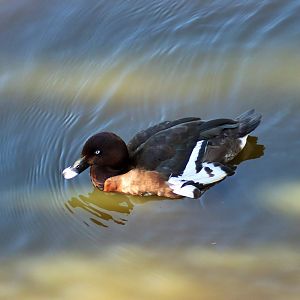 Hardhead (Aythya australis)