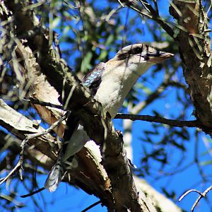 Laughing Kookaburra (Dacelo novaguineae novaguineae)