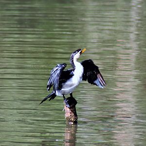 Little Pied Cormorant (Microcarbo melanoleucos)