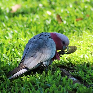 Galah (Eolophus roseicapilla albiceps)
