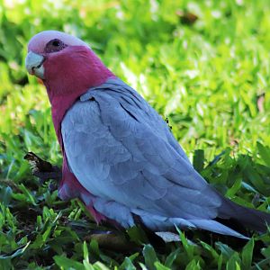 Galah (Eolophus roseicapilla albiceps)