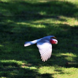 Galah (Eolophus roseicapilla albiceps)