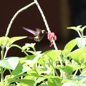 Rufous-tailed Hummingbird  -Mar 2019