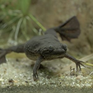 Lake Oku clawed frog
