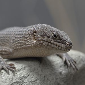 Stoke's spiny-tailed skink