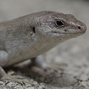 Round Island skink