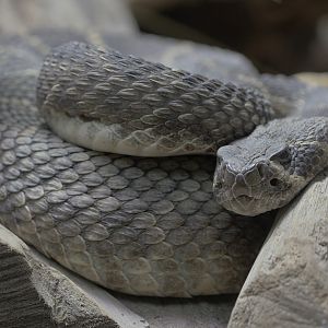 Western diamondback rattlesnake