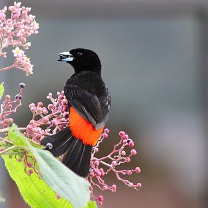 Passerini's Tanager - Mar 2019