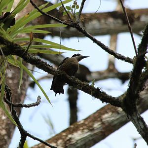 Black-cheeked Woodpecker - Mar 2019