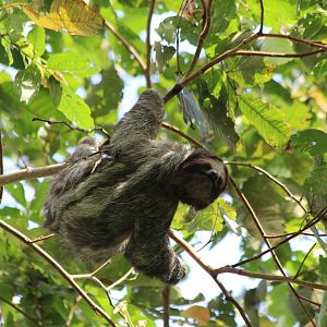 Brown-throated 3-toed Sloth - Mar 2019
