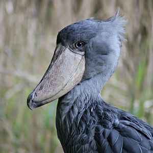 Shoebill (Balaeniceps rex)