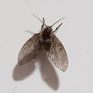 Drain fly-species