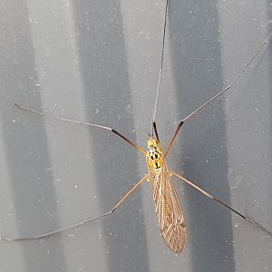 Ctenophora flaveolata