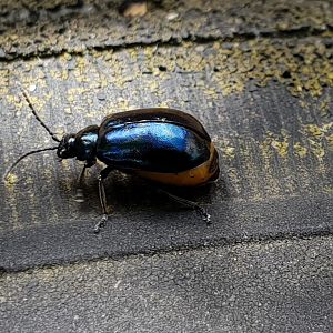 Female Leaf beetle - just after mating