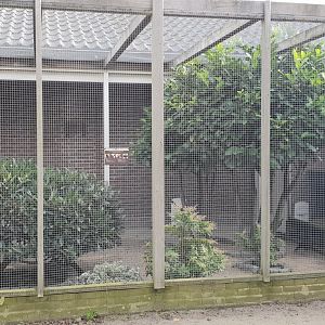 Aviary Mountain peacock-pheasant