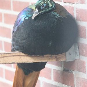Himalayan monal