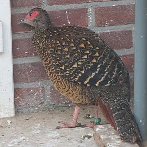 Swinhoe's pheasant - female