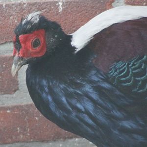 Swinhoe's pheasant - male