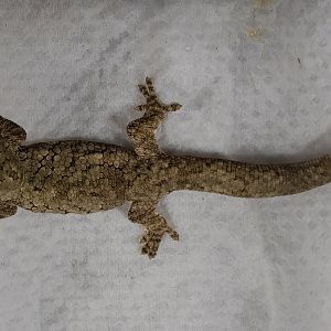 Eurodactylodus agricolae