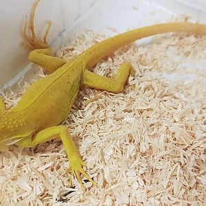 Albino Green iguana