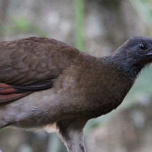 Gray-headed Chachalaca - Mar 2019