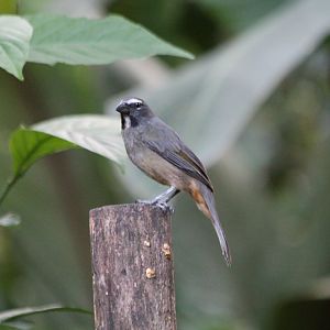 Grayish Saltator - Mar 2019