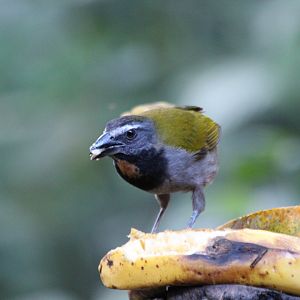 Buffy-throated Saltator - Mar 2019