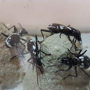 Hunting beetles - Anthia species ( Egypte )