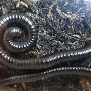 Israeli millipedes - Archispirostreptus syriacus