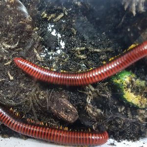 Fire millipedes - Aphistrogoniulus corallipes
