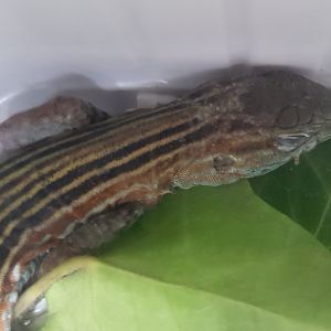 Cnemidophurus deppei