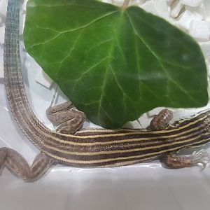 Six-lined racerunner - Aspidoscelis sexlineata