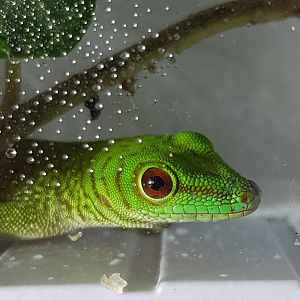Phelsuma kochi