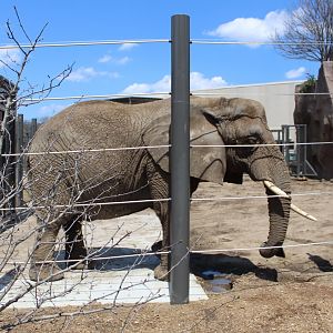 Adventure Africa - African Elephant Demonstration Yard