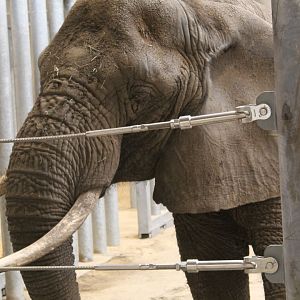 Adventure Africa - African Elephant