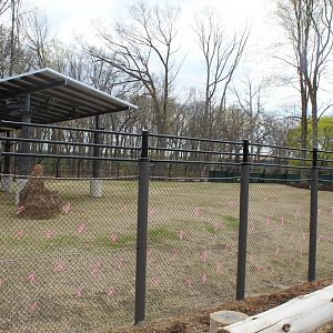 Adventure Africa - Impala Plains (Impala, Plains Zebra, West African Crowned Crane)