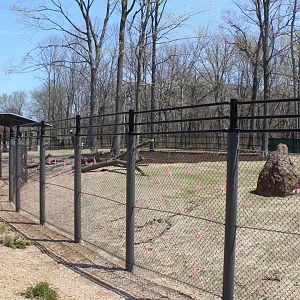 Adventure Africa - Impala Plains (Impala, Plains Zebra, West African Crowned Crane)