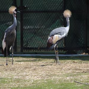 Adventure Africa - West African Crowned Cranes