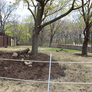 Adventure Africa - African Forest (Eastern Bongo, Yellow-backed Duiker, Kenyan Crested Guineafowl)