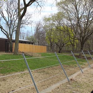 Adventure Africa - African Forest (Eastern Bongo, Yellow-backed Duiker, Kenyan Crested Guineafowl)