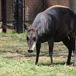 Adventure Africa - Yellow-backed Duiker