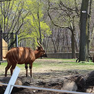 Adventure Africa - Eastern Bongos