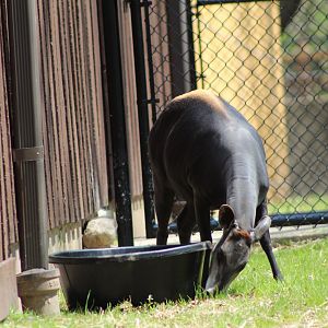 Adventure Africa - Yellow-backed Duiker