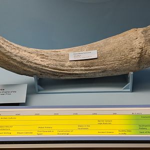 Bison latifrons right horn core