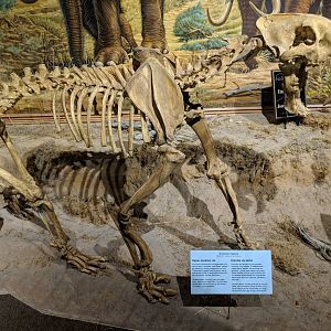 Smilodon fatalis