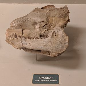 Oreodont skull