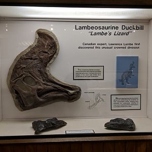 Lambeosaurine dinosaur skull (left) and tracks (bottom) with signage in display case